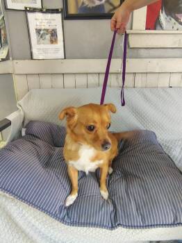 Paisley -  Chihuahua Dog for Adoption in Fort Worth, Texas - Paisley | PetCurious