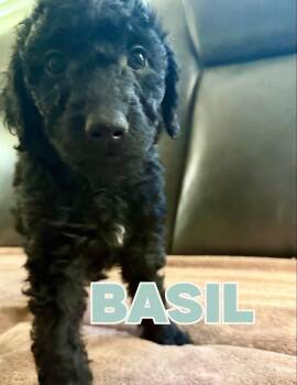 Basil -  Aussiedoodle Dog for Adoption in Shalimar, Florida - Basil | PetCurious