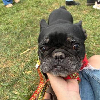 Betty -  French Bulldog Dog for Adoption - Betty | PetCurious