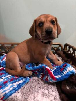 Wilson -  Mixed Breed Dog for Adoption in Dorr, Michigan - Wilson | PetCurious