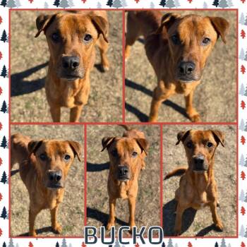 Mixed Breed Dogs Available for Adoption - Bucko | PetCurious