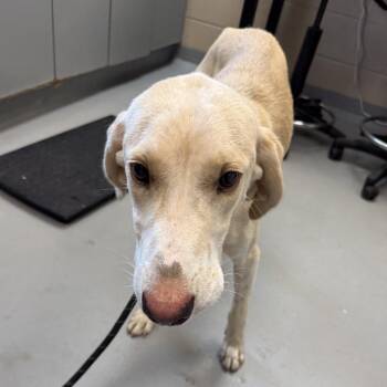 Grapefruit -  Hound Dog for Adoption in Troy, Virginia - Grapefruit | PetCurious