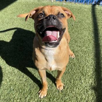 Rescue Pug Dogs for Adoption in Long Beach, California - Pugsly | PetCurious