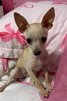 Chihuahua Dogs Available for Adoption in Shawnee, Oklahoma - Carmen | PetCurious