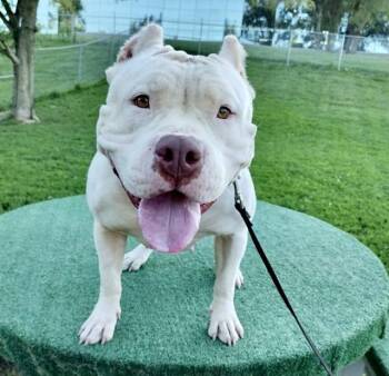 American Staffordshire Terrier and Mixed Breed Dogs Available for Adoption in Omaha, Nebraska - ROYALTY | PetCurious
