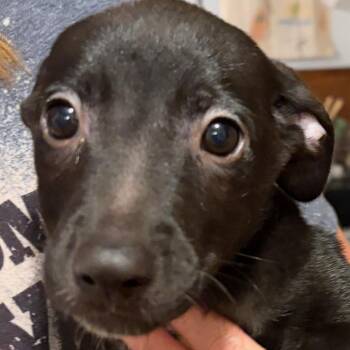 Jones -  Black Labrador Retriever and Mixed Breed Dog for Adoption in Phoenix, Arizona - Jones | PetCurious