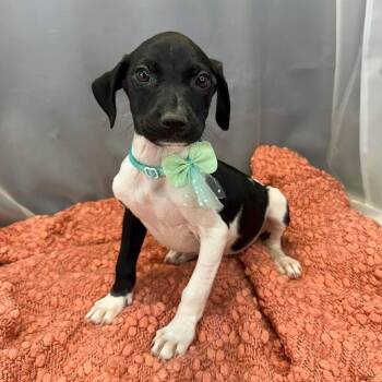 German Shorthaired Pointer Dogs Available for Adoption in Foley, Alabama - Daffodil | PetCurious