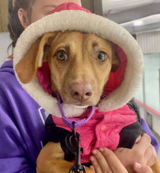 Rescue Terrier Dogs for Adoption in Gilberts, Illinois - VANESSA | PetCurious