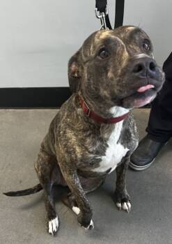 Rescue Mixed Breed Dogs for Adoption in West Chester, Pennsylvania - Skylar Fka Piggy | PetCurious