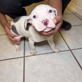 American Staffordshire Terrier Dogs Available for Adoption - Meep | PetCurious