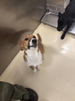 Shepherd Dogs Available for Adoption in Kalamazoo, Michigan - Rachel | PetCurious