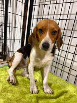 Edna -  Beagle Dog for Adoption in Valparaiso, Indiana - Edna | PetCurious