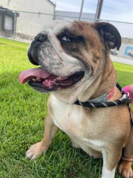 English Bulldog Dogs Available for Adoption in Elmwood, Louisiana - Myla | PetCurious