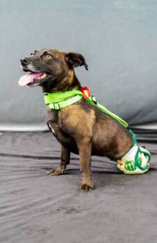 Rescue Mixed Breed Dogs for Adoption in San Diego, California - Yolie | PetCurious