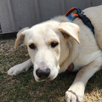 Rescue German Shepherd Dog and Labrador Retriever Dogs for Adoption in Austin, Texas - Lucky LiW | PetCurious