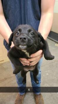 Labrador Retriever Dogs Available for Adoption in Swainsboro, Georgia - Cami | PetCurious