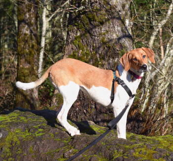 Rescue Treeing Walker Coonhound and Labrador Retriever Dogs for Adoption in Mckinney, Texas - Moonshine | PetCurious