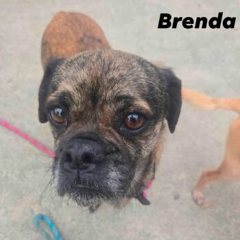 Pug Dogs Available for Adoption - Brenda | PetCurious