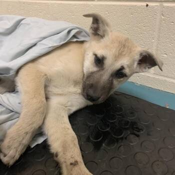 German Shepherd Dog Dogs Available for Adoption in Bartlett, Tennessee - Lotus (Formerly Janet) | PetCurious