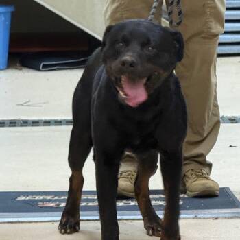 Cash -  Rottweiler Dog for Adoption in Winston-salem, North Carolina - Cash | PetCurious