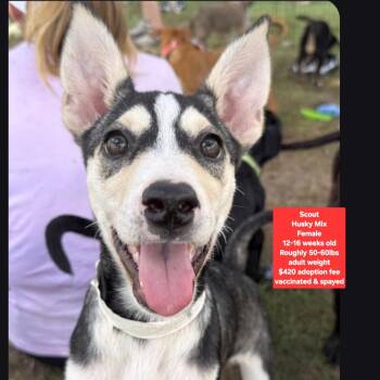 Scout -  Husky Dog for Adoption in Oviedo, Florida - Scout | PetCurious