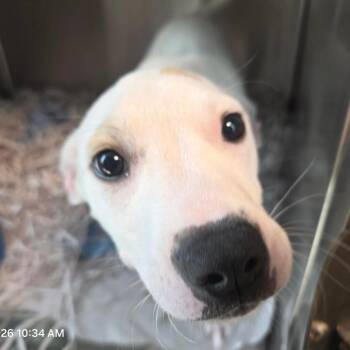 Blueberry -  Hound Dog for Adoption in Clearwater, Florida - Blueberry | PetCurious