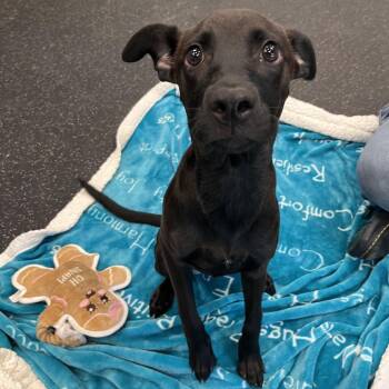 Amara -  Black Labrador Retriever Dog for Adoption in Brockton, Massachusetts - Amara | PetCurious
