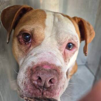 Larry 6604 -  Mixed Breed Dog for Adoption in Columbus, Georgia - Larry 6604 | PetCurious