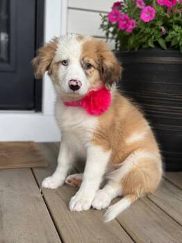 Rosie -  Great Pyrenees and Australian Shepherd Dog for Adoption in Crosby, Texas - Rosie | PetCurious