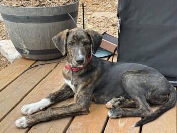 Hound and Labrador Retriever Dogs Available for Adoption in Colorado Springs, Colorado - Zoolander | PetCurious