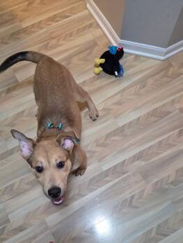 Labrador Retriever and Shepherd Dogs Available for Adoption in Wadsworth, Ohio - Biscuit | PetCurious