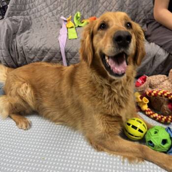 Golden Retriever Dogs Available for Adoption in Windsor, Virginia - Blanche Devereaux | PetCurious