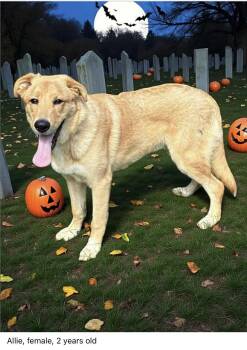 Rescue Retriever and Labrador Retriever Dogs for Adoption in Lexington, Kentucky - Alley | PetCurious