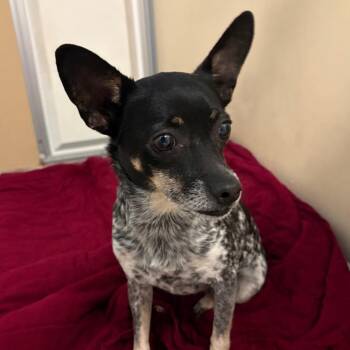 Svedka -  Chihuahua and Mixed Breed Dog for Adoption in Binghamton, New York - Svedka | PetCurious