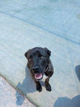 Jim Halpert -  Mastiff and Mixed Breed Dog for Adoption in Fresno, California - Jim Halpert | PetCurious