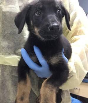 SKELLY -  German Shepherd Dog and Mixed Breed Dog for Adoption in Riverside, California - SKELLY | PetCurious