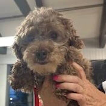 Miniature Poodle Dogs Available for Adoption in Tulsa, Oklahoma - Shakespeare | PetCurious