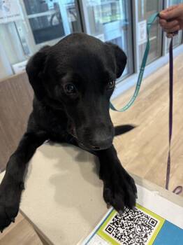 Labrador Retriever and Mixed Breed Dogs Available for Adoption - SCOTTY | PetCurious