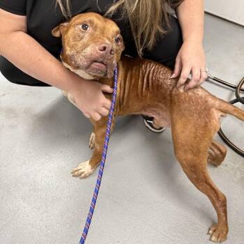 Rescue Mixed Breed Dogs for Adoption in Narberth, Pennsylvania - Carl | PetCurious