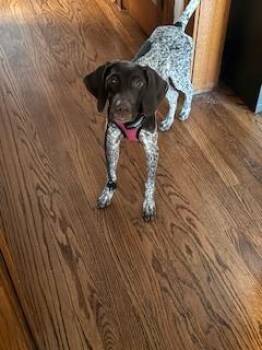German Shorthaired Pointer Dogs Available for Adoption - Dani | PetCurious
