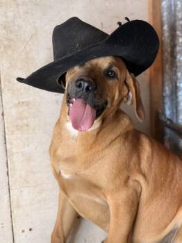 Great Dane and Labrador Retriever Dogs Available for Adoption - David | PetCurious