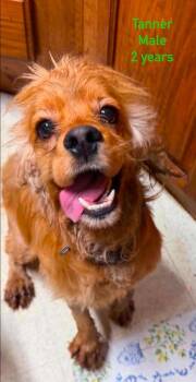Bodie Tanner -  Cocker Spaniel Dog for Adoption in Aurora, Indiana - Bodie Tanner | PetCurious