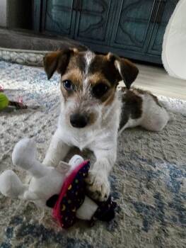 Piper -  Parson Russell Terrier and Jack Russell Terrier Dog for Adoption in Phoenix, Arizona - Piper | PetCurious