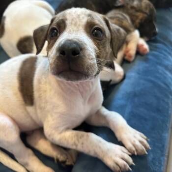 American Staffordshire Terrier and Boston Terrier Dogs Available for Adoption in Mt. Juliet, Tennessee - King Charles “London’s Royal Litter” | PetCurious