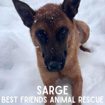 Belgian Shepherd Malinois Dogs Available for Adoption - Sarge | PetCurious