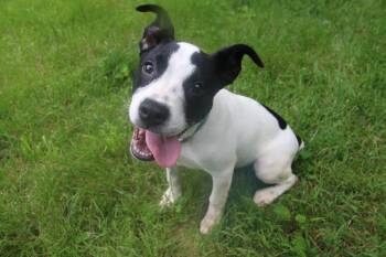 Monroe -  Labrador Retriever and Terrier Dog for Adoption in Aurora, Illinois - Monroe | PetCurious