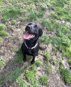 Black Labrador Retriever Dogs Available for Adoption in Salamanca, New York - Sage | PetCurious