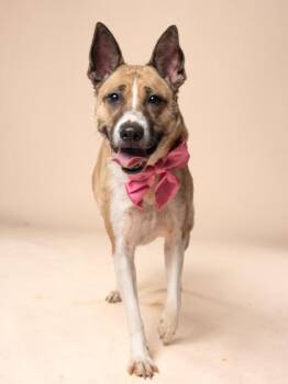 Orange -  Mixed Breed Dog for Adoption in Atlanta, Georgia - Orange | PetCurious