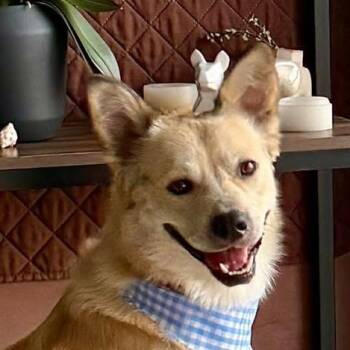 Shepherd and Labrador Retriever Dogs Available for Adoption - Mister Foxy (20260403-08) | PetCurious