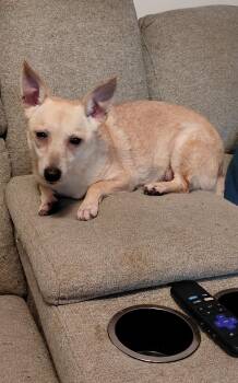 Maggie -  Chihuahua and Terrier Dog for Adoption in Lewis Center, Ohio - Maggie | PetCurious